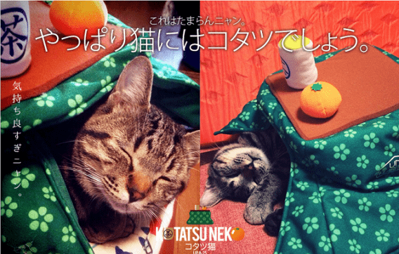 קאטאצ'ו הוא אחד הפריטים המגוחכים החדשים ה"חמים" להלבשת חיית המחמד שלך (כן, ללבוש) לחורף