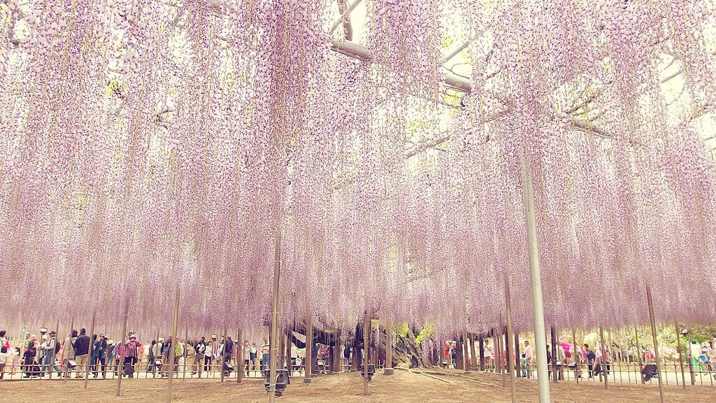 צמח ויסטריה הגדול ביותר ביפן