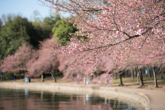 בקרוב גם ישראל תצבע בוורוד עם פריחת הדובדבן