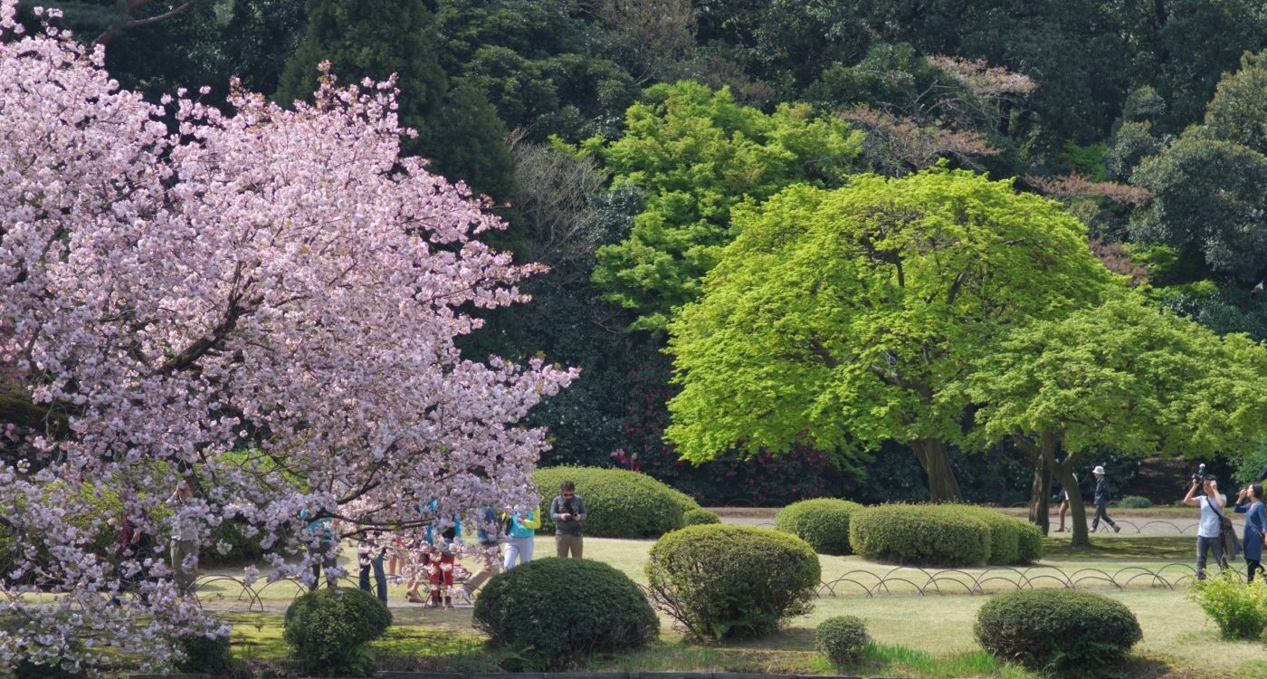 10 התצפיות הטובות ביותר לפריחת הדובדבן בטוקיו