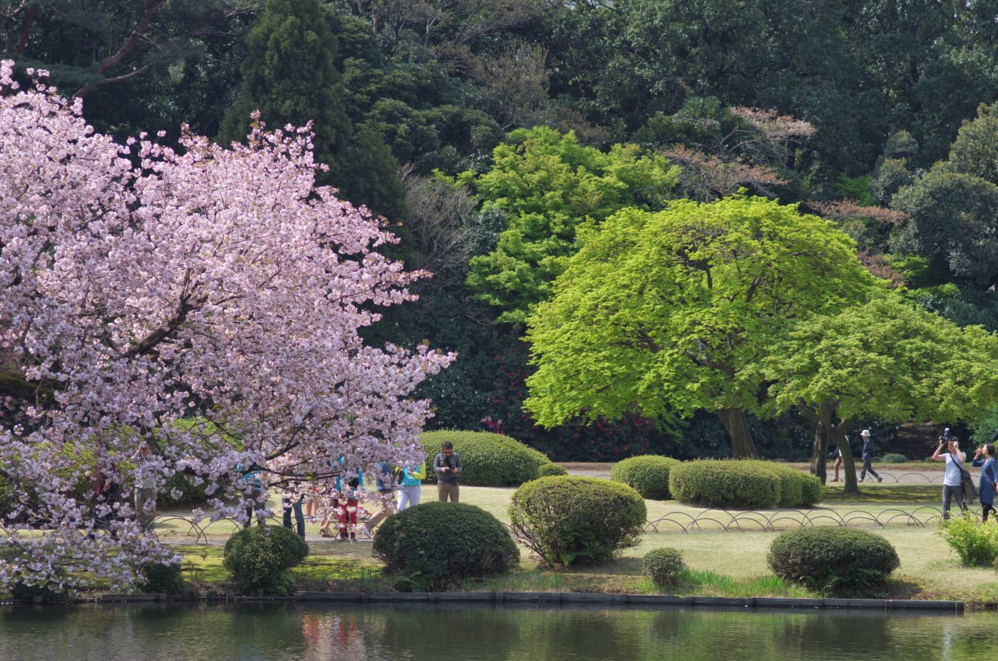 10 התצפיות הטובות ביותר לפריחת הדובדבן בטוקיו
