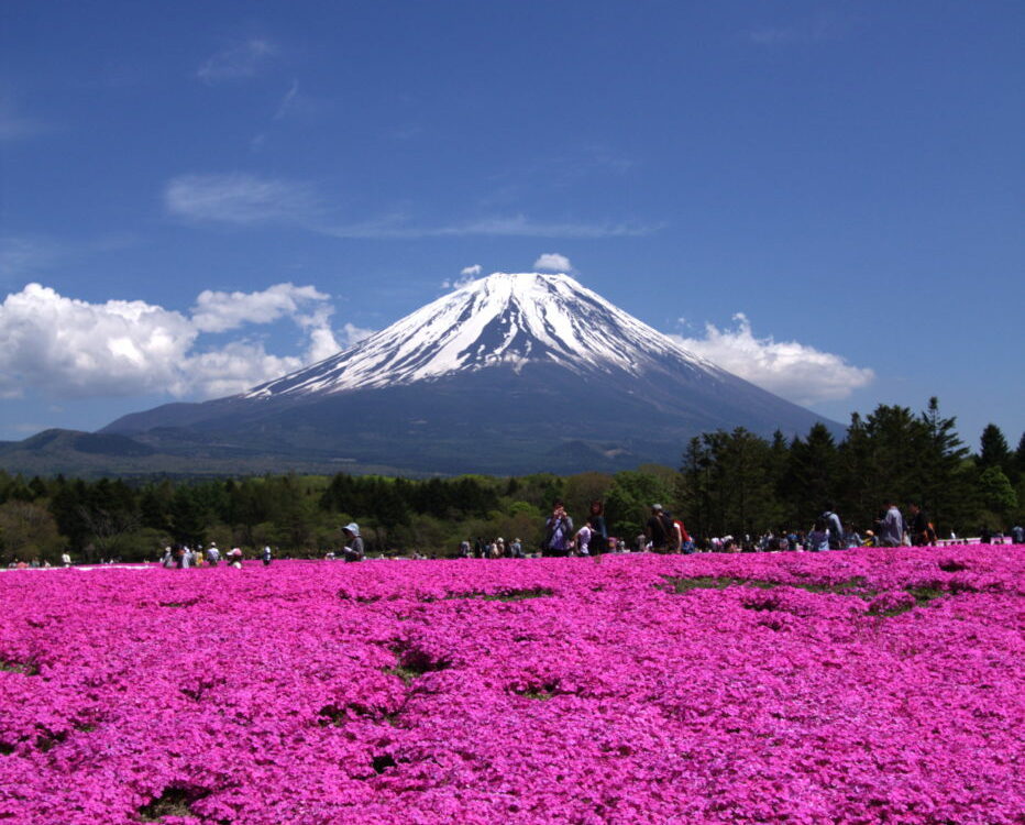 פסטיבל פוג'י שיבאזאקורה – 13 באפריל ועד 26 למאי