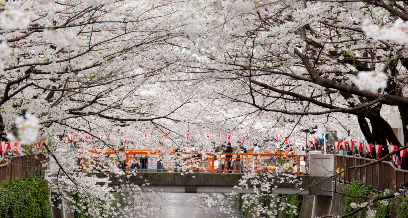 פסטיבל נאקאמגורו סאקורה מאצ'ורי – 7 אפריל