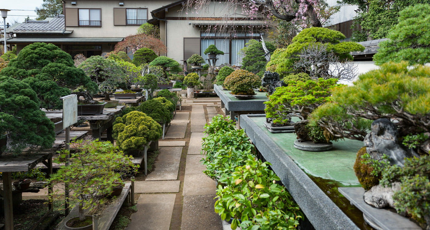 פסטיבל אומיה בונסאי – 3 במאי עד 5 למאי