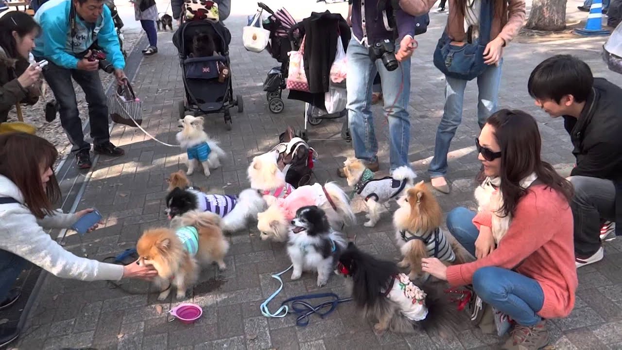 קרניבל וואנוואן – 13 באפריל עד 14 לאפריל