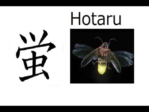 נקודות תצפית הגחליליות הטובות בטוקיו – אמצע מאי עד אמצע יולי