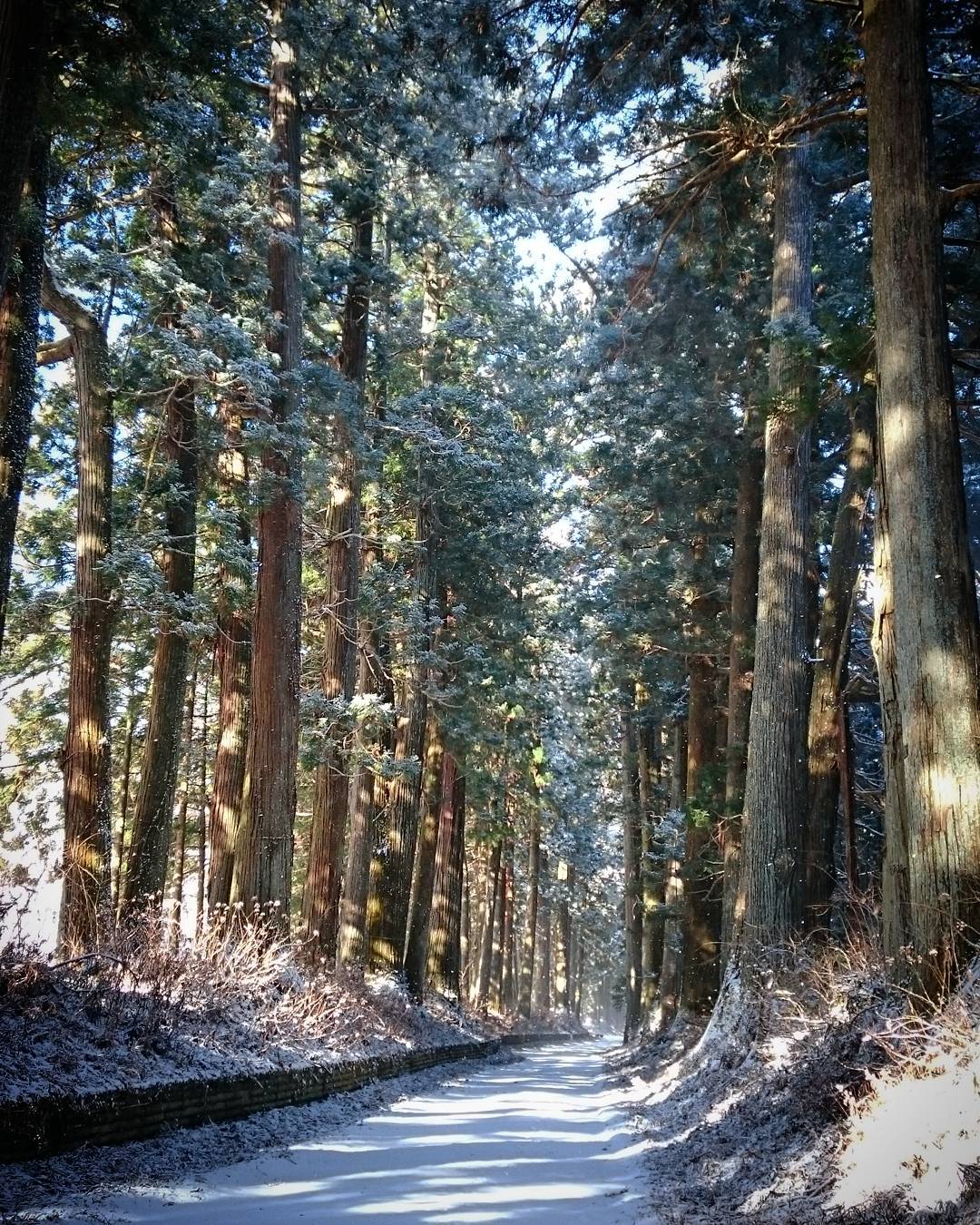 סוגינאמיקי קיידו – איימאג'י – Nikko Suginamiki Kaido