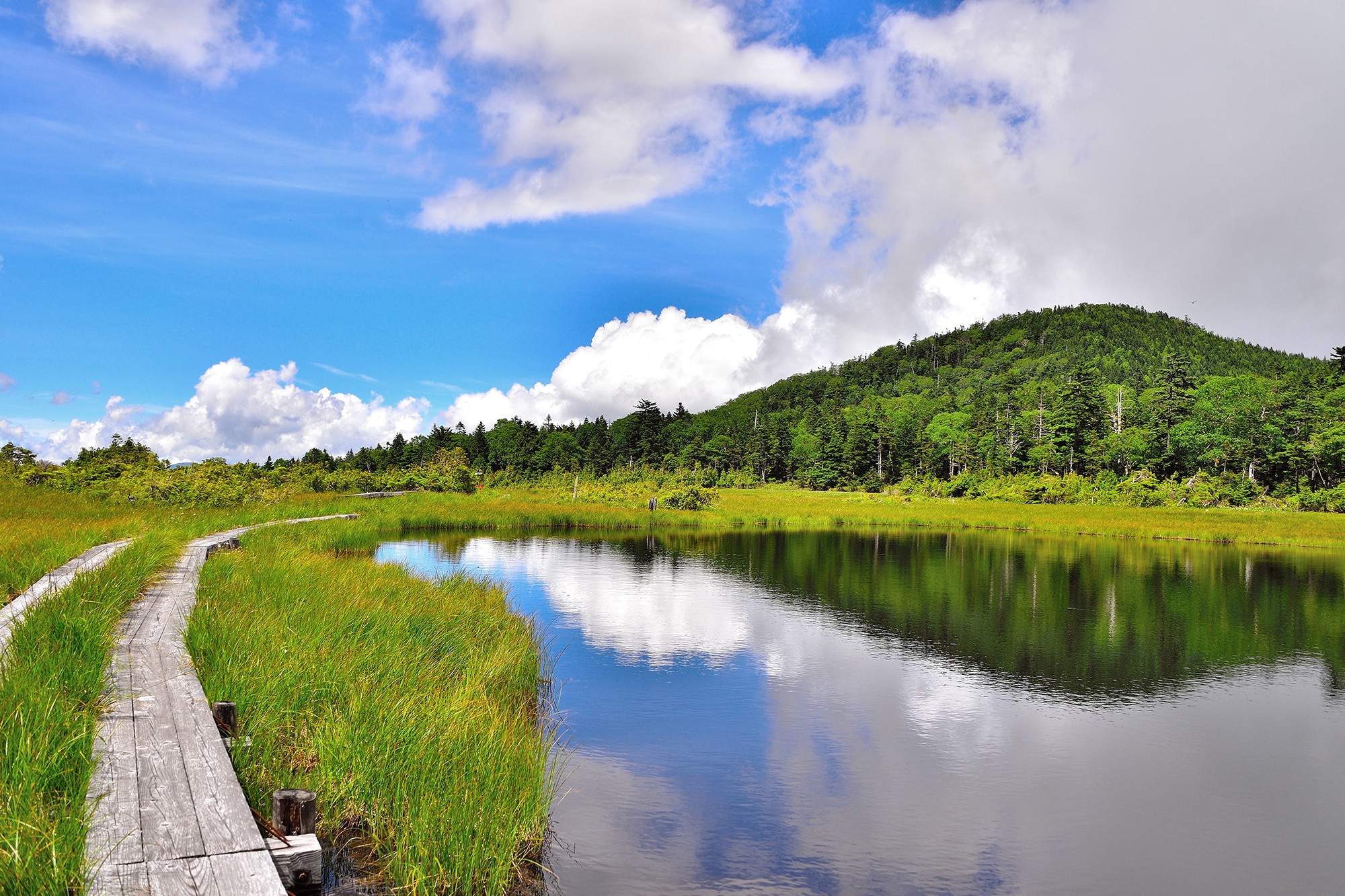 ביצת קינונומה – אוקוקינו אונסן – Kinunuma Swamp