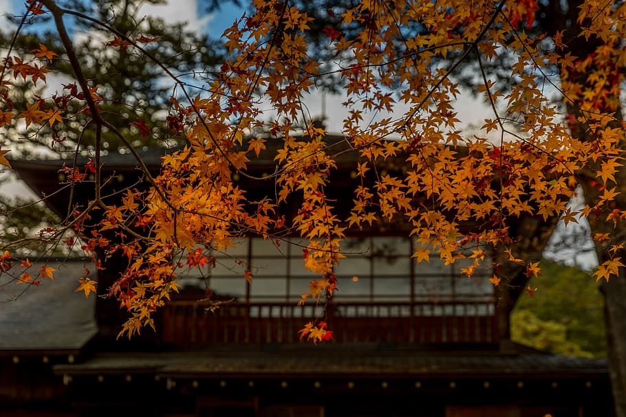 פארק זיכרון לוילת הקיסר טאמוזאווה – מרכז קיוטו Nikko Tamozawa Imperial Villa Memorial Park